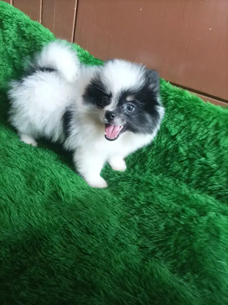 Minipom Pomeranian puppies jantan particolor
