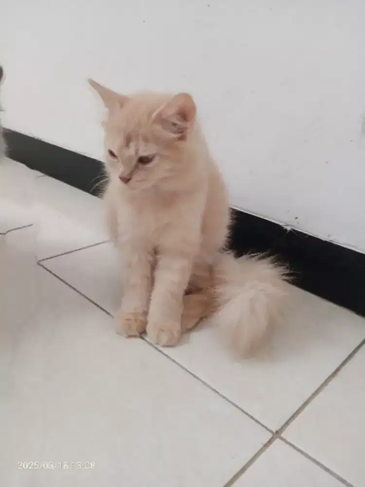 Kucing Persia Jantan umur 6bln, sehat lucu, Lincah