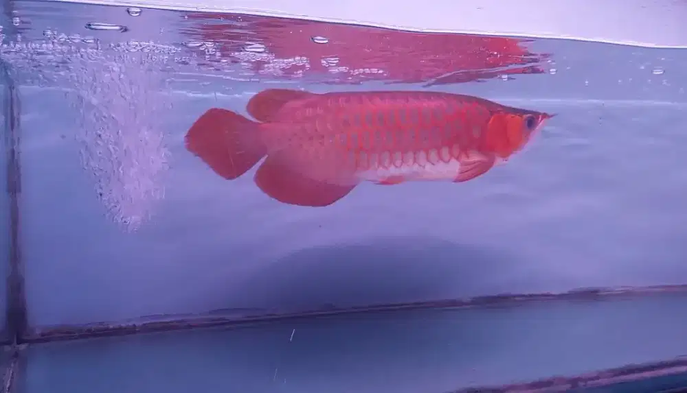 Arwana SR ÷-42cm Ikan Arowana Super Red