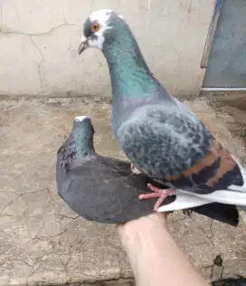Burung merpati blantong sepasang/burung dara tinggian