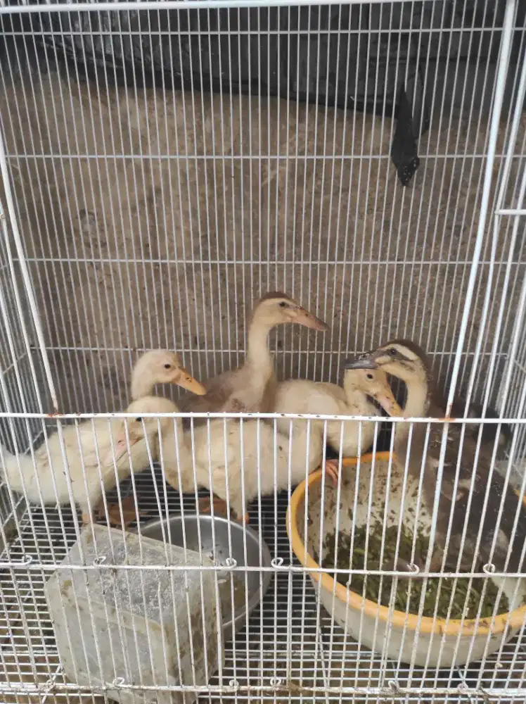 Bebek peliharaan