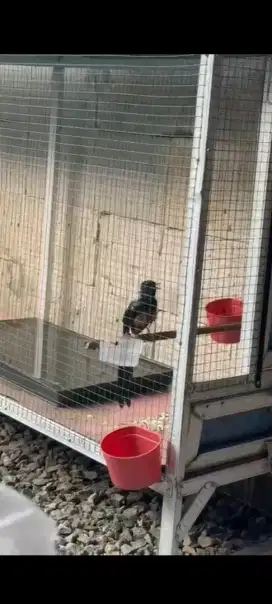 Dijual Burung Murai Batu Blorok
