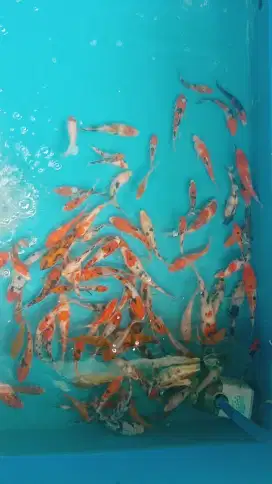 Koi Blitar paket 90ekor mix 10-15cm murmer