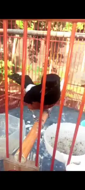Burung murai prestasi
