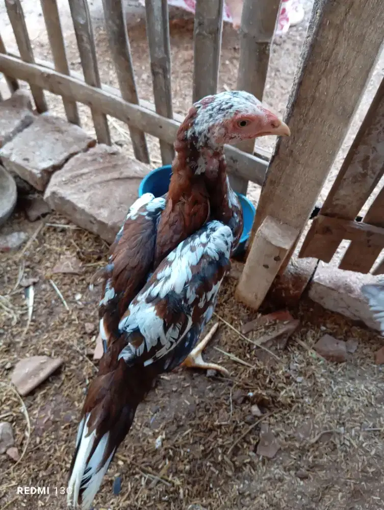 Anakan betina ayam ekor lidi