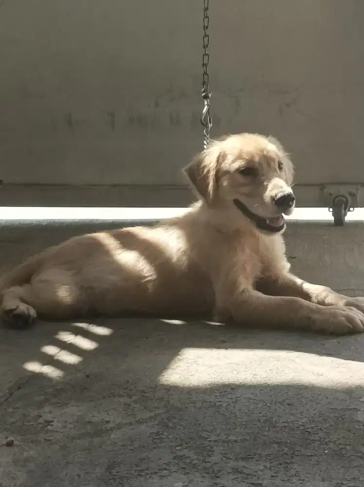 Golden puppies big bone