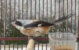 Pentet trotol makan pur kasar