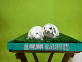 Kelinci HL Holland Loop Holland Lop