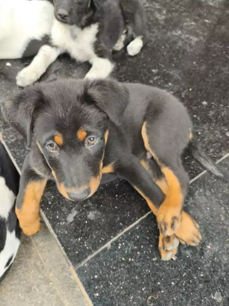 Jual cepat 5 anak anjing umur 1 bulan 2 anjing umur 1 tahun