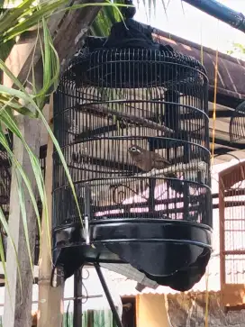 Wambi gacor mulus