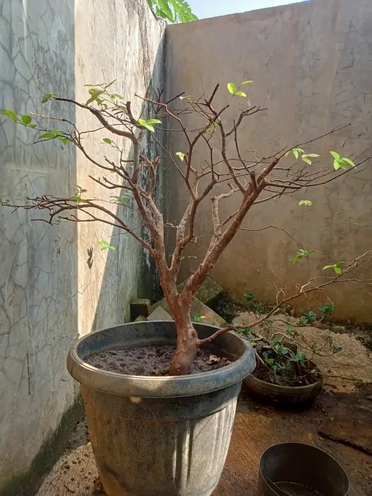 Bonsai Anggur Brazil