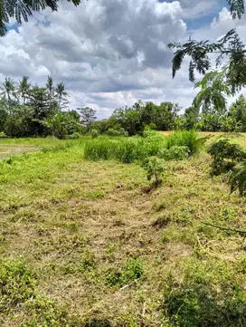 Dijual Tanah Pekarangan di Potorono