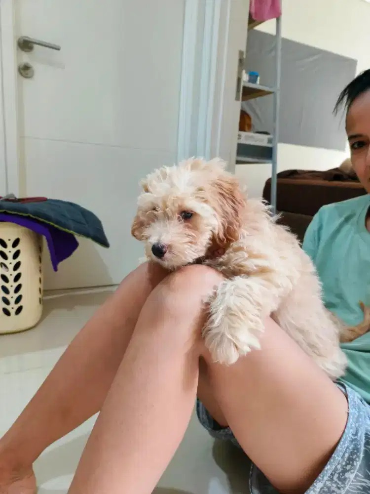 Anjing lucu mix poodle x corgi x maltese