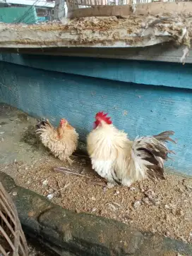 Ayam kate chochin walik