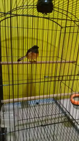 Burung Murai Betina sudah produksi 1 kali