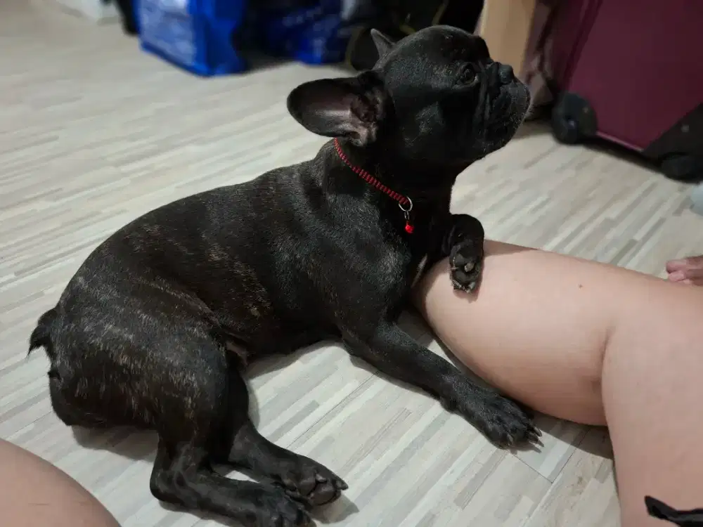 Dicari asisten rumah tangga