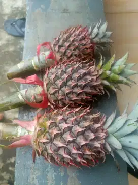 Nanas muda (pelancar haid wanita)