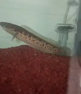 Ikan Channa auranti