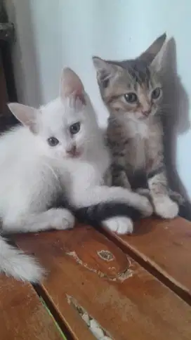 Anak Kucing Persia Mixdome