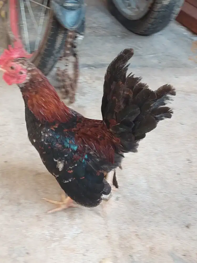 Ayam tema ( Kate serama )