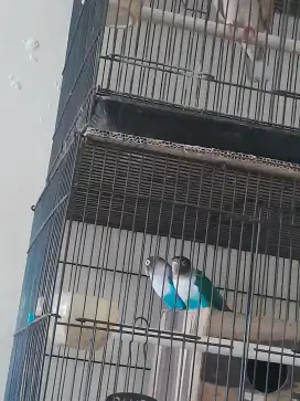 Lovebird sepasang biru cobalt