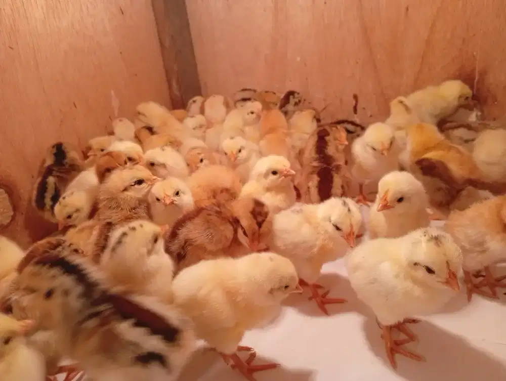 Doc Elba ayam kampung petelur