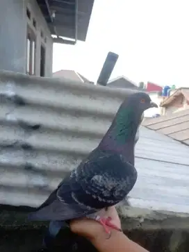 Sepasang burung merpati