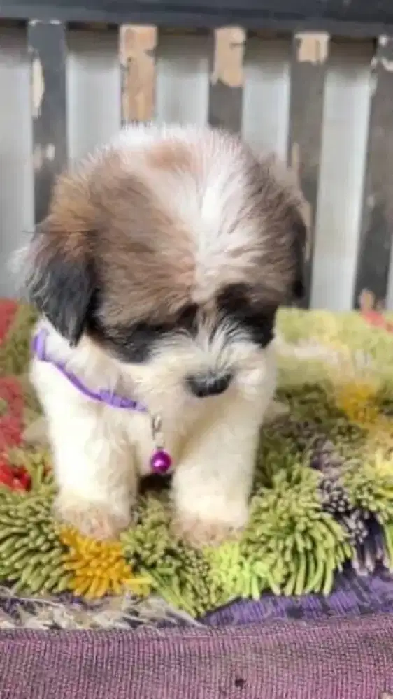 Anjing shinsu jantan