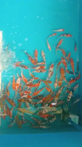 Koi Ori Blitar Borongan Kolam 90ekor 10-15cm murmer saja