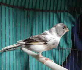 Kenari panda betina sudah buang telur