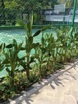 Kaktus centong / Mickey mouse
