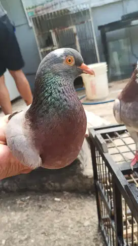 Sepasang burung merpati