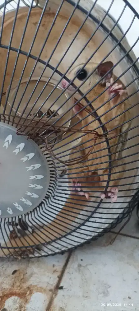 Sugar glider usia 1tahun