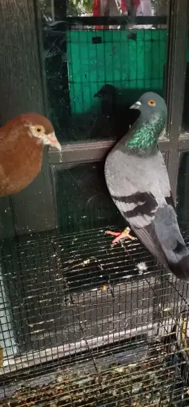 Sepasang burung merpati