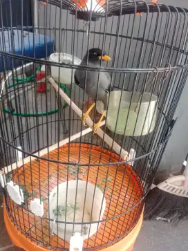 Jual burung jalak kebo