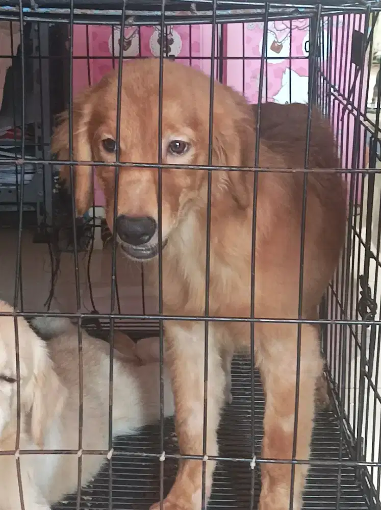 Golden puppies big bone