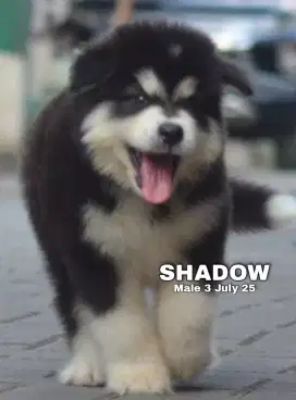 Alaskan malamute hitam jantan •SHADOW•