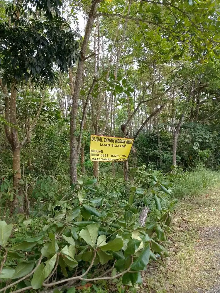 Dijual Cepat tanah Batulicin Pelaihari Jorong Kalimantan Selatan