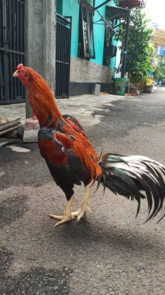 Ayam bangkok klasik
