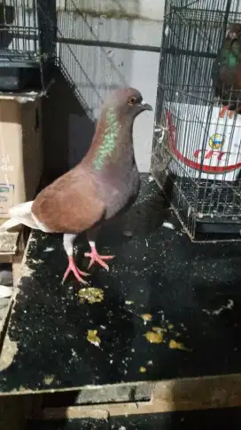 Sepasang burung merpati
