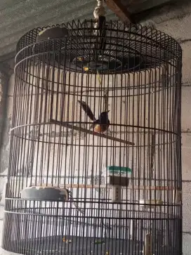 murai batu Medan asli Sumatra