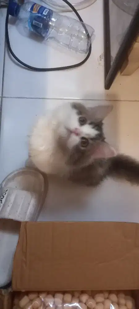 Flatnose calico tabby