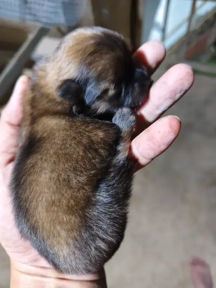 Puppies Minipom