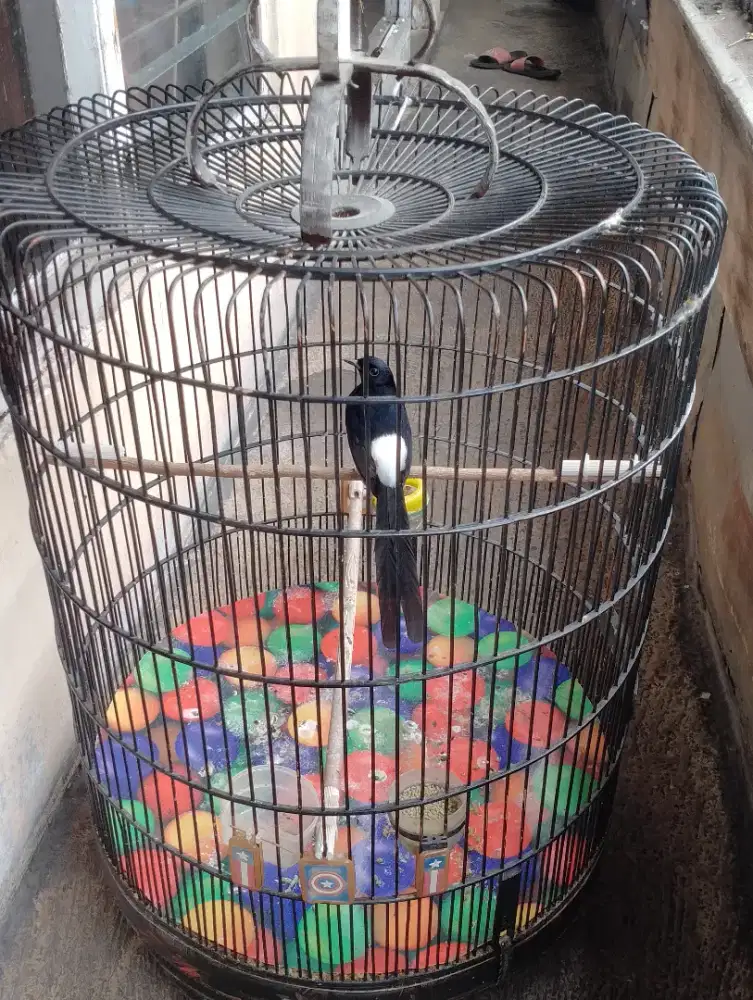 Muray Medan ring  eks prestasi