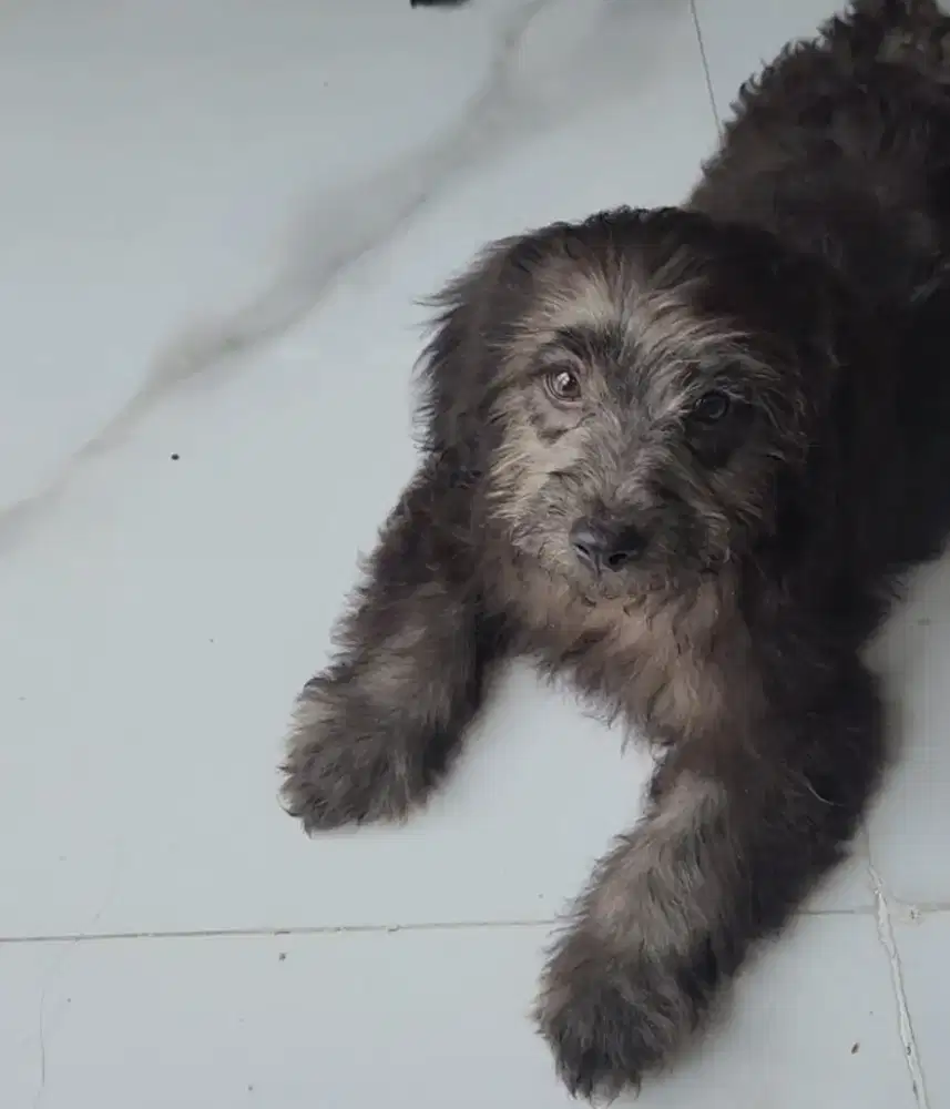 Jual anakan anjing poodle