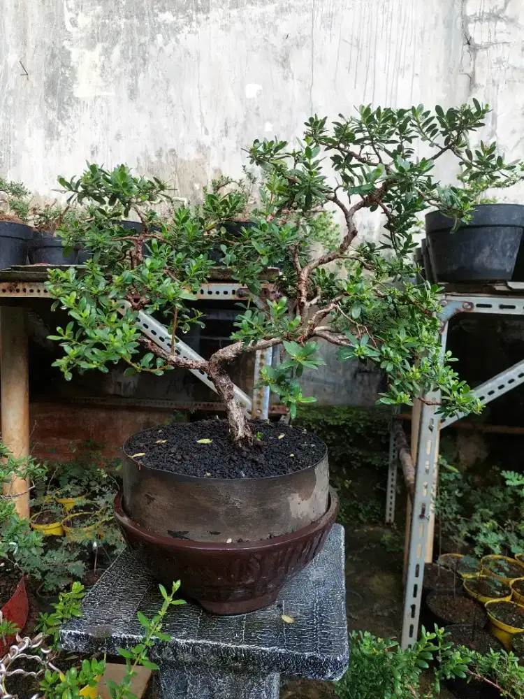 Bonsai Santigi karang