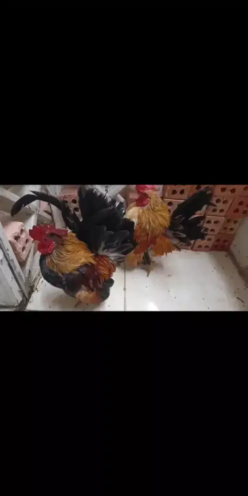 Serama ajib jantan dan betina lengkap