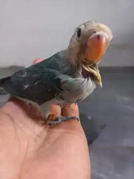 Baby lovebird lolohan