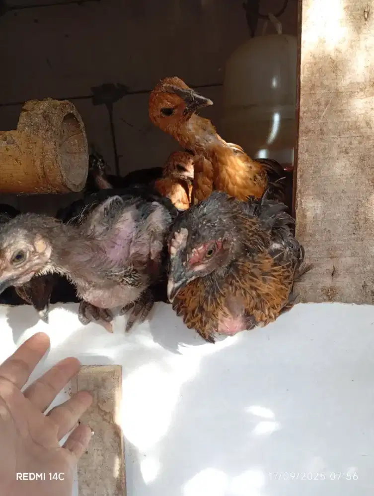Jual ayam pelung
