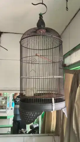 Jual kandang lokbet normal lengkap